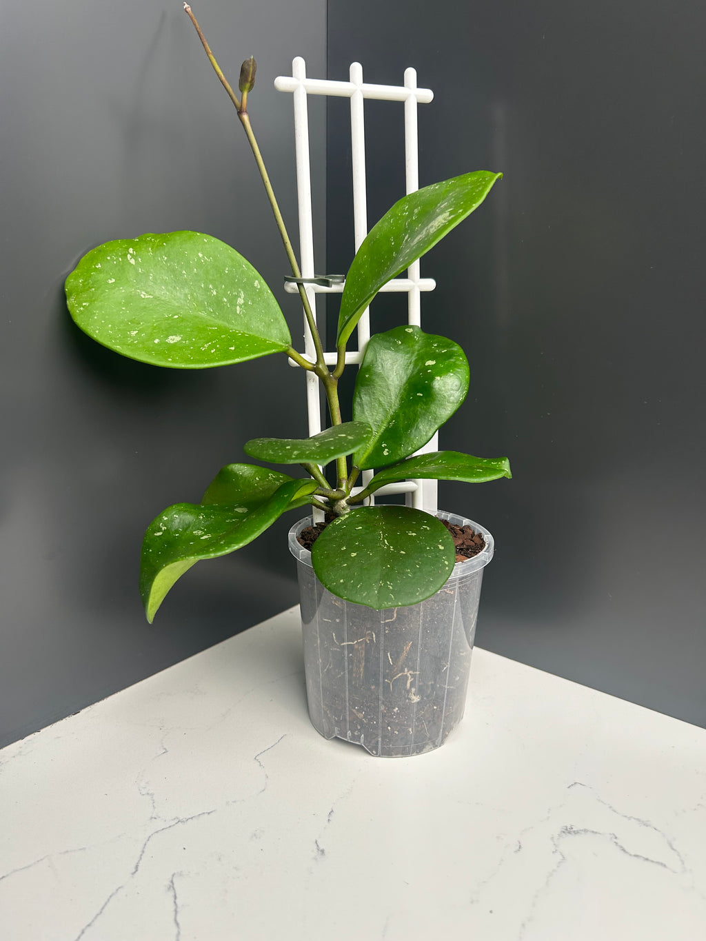 Hoya obovata 10cm pot M23