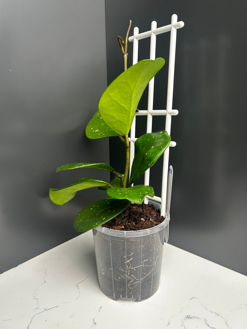 Hoya obovata 10cm pot M23
