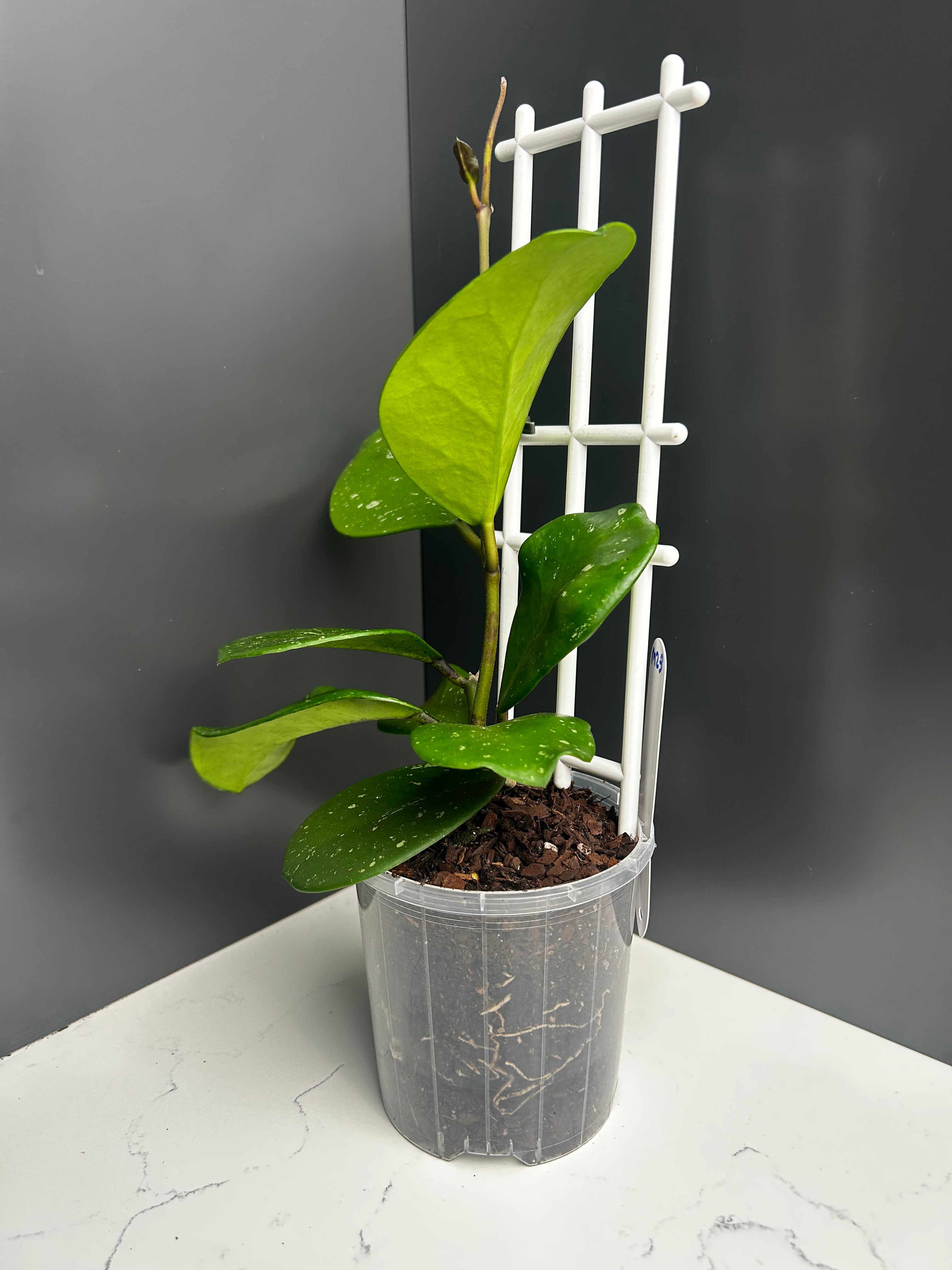 Hoya obovata 10cm pot M23