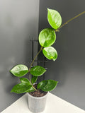 Hoya snow ball  10cm pot M21