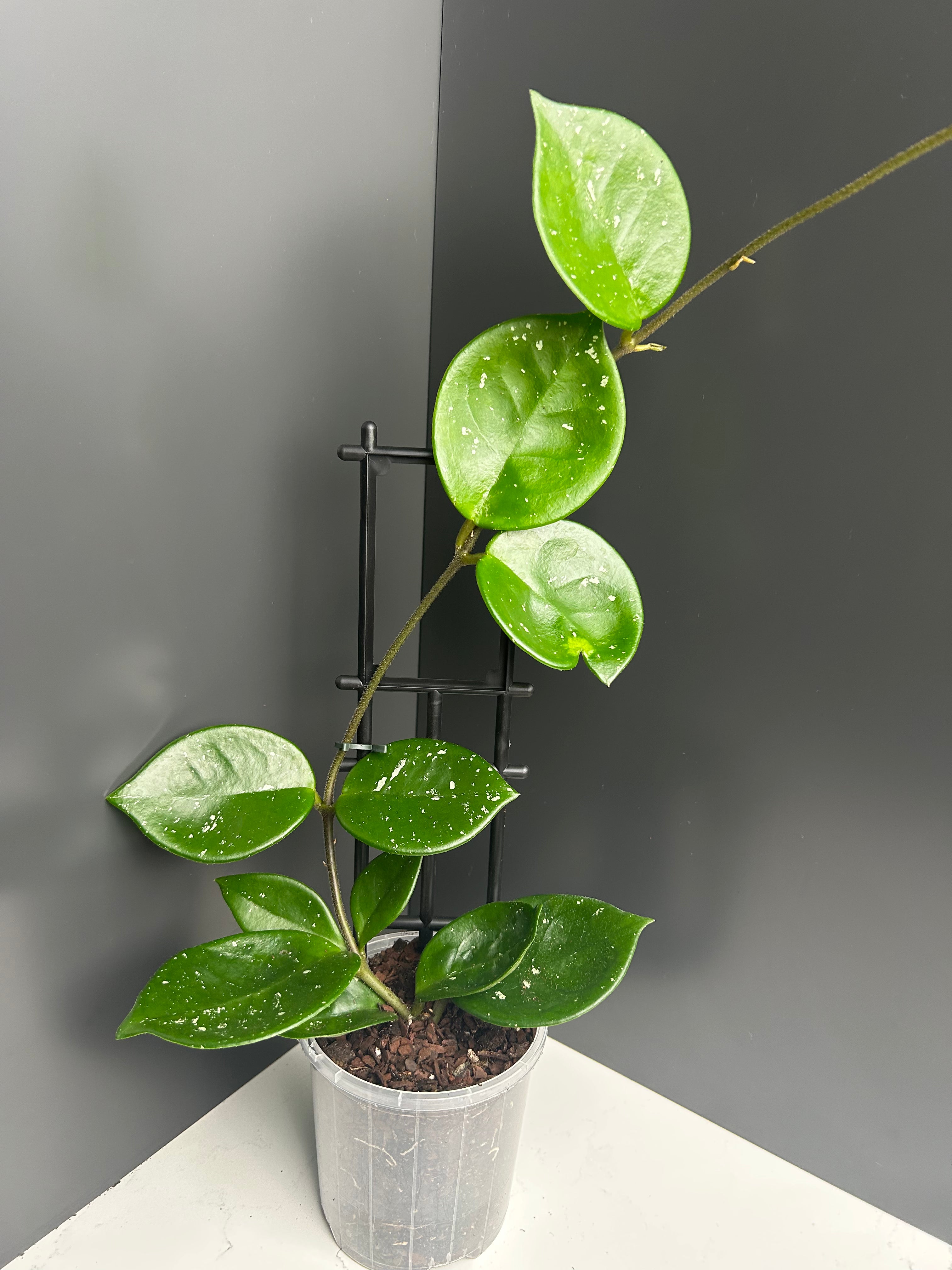 Hoya snow ball  10cm pot M21