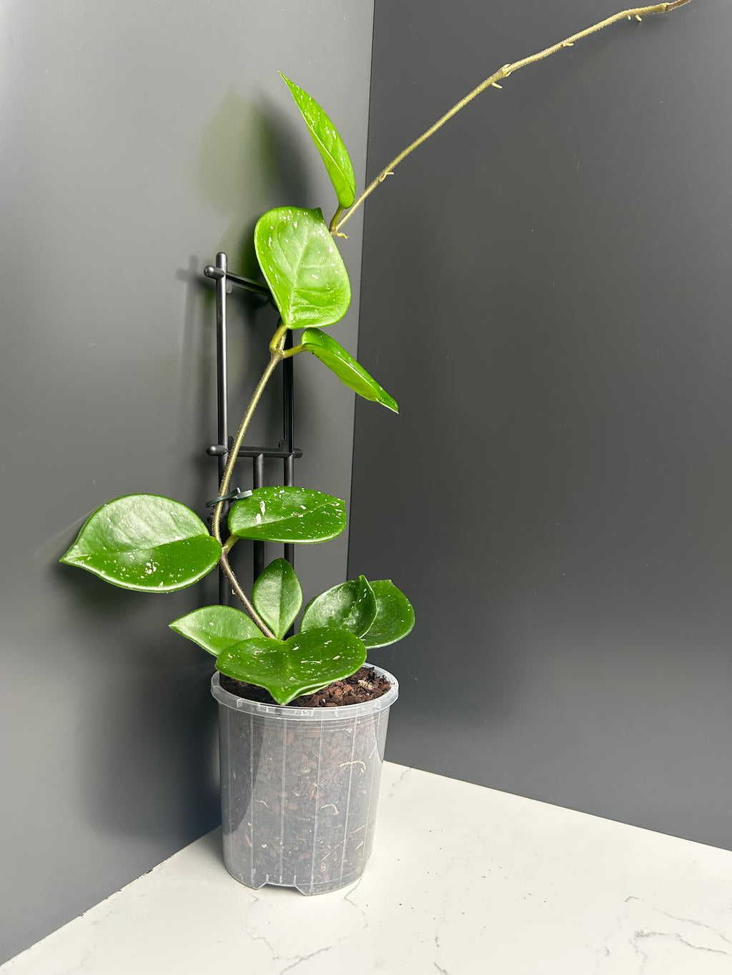 Hoya snow ball  10cm pot M21