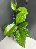 Hoya carnosa freckles 10cm pot L1