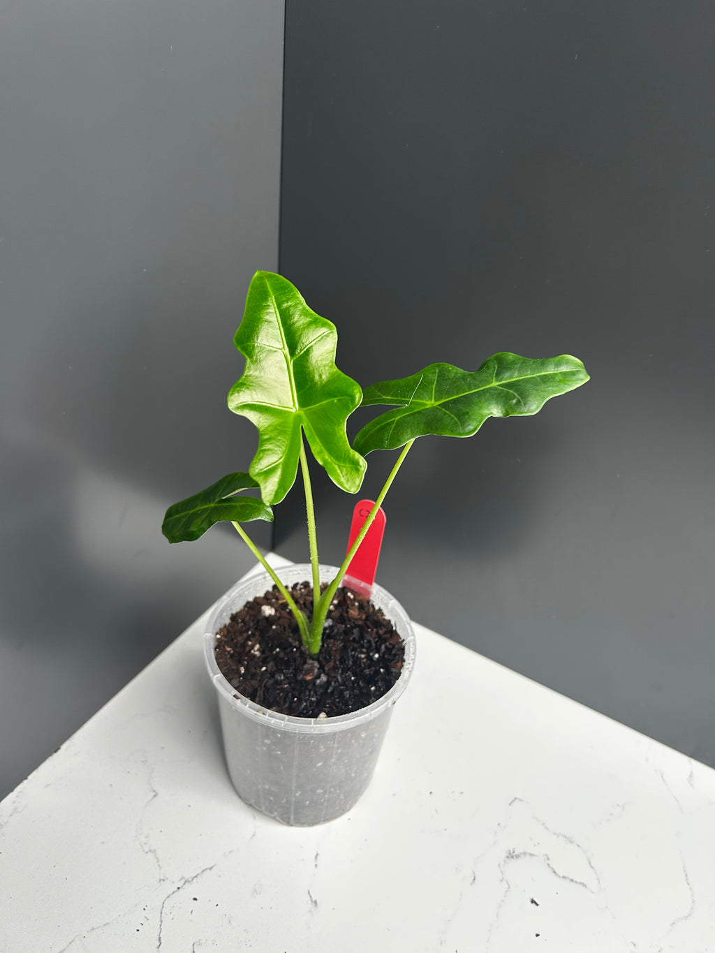 Alocasia portei ‘Malaysian Monster’ 10cm Pot (C2)