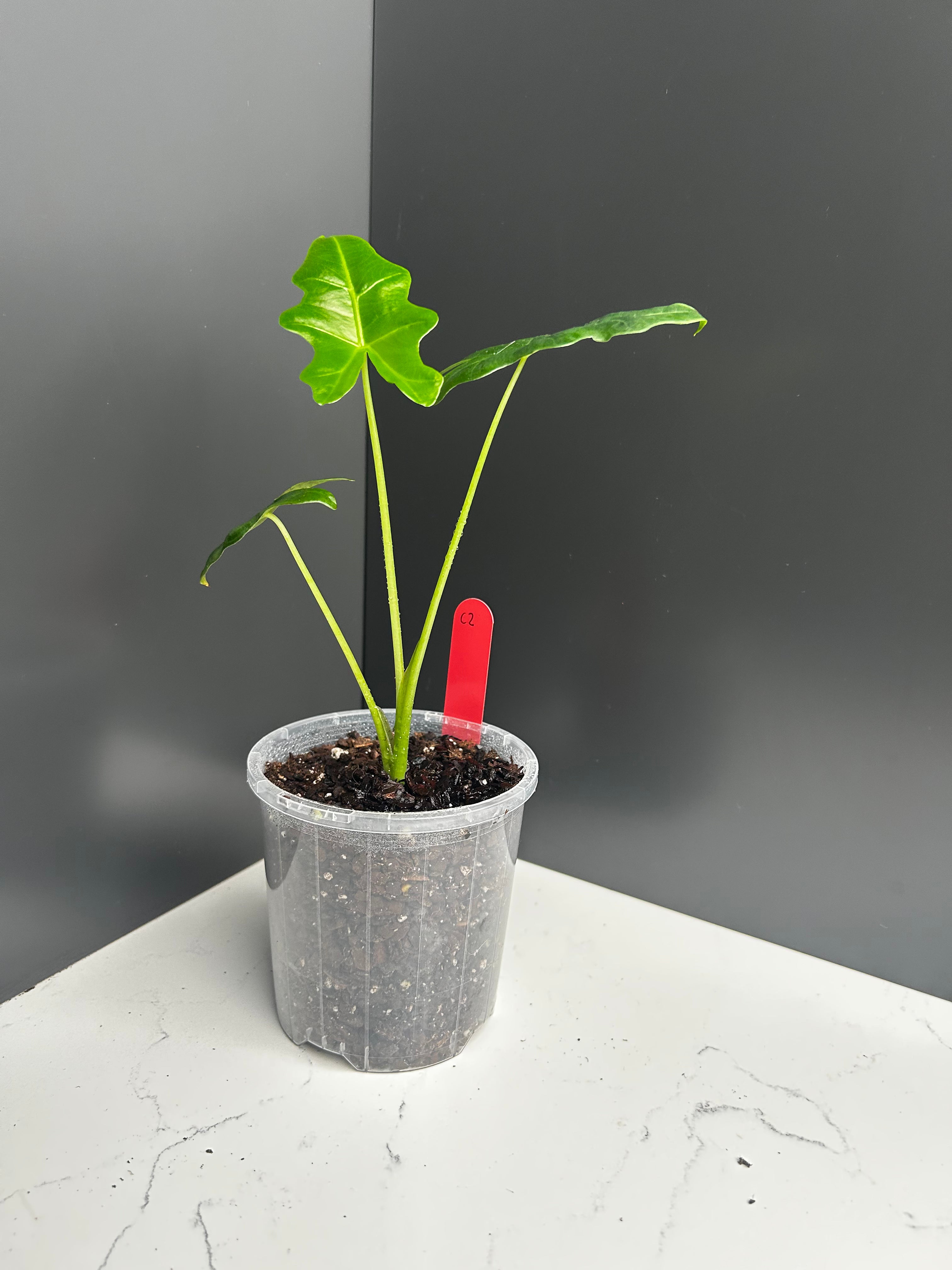Alocasia portei ‘Malaysian Monster’ 10cm Pot (C2)