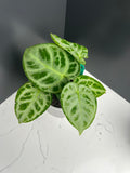 Anthurium Dorayaki 10cm pot L2