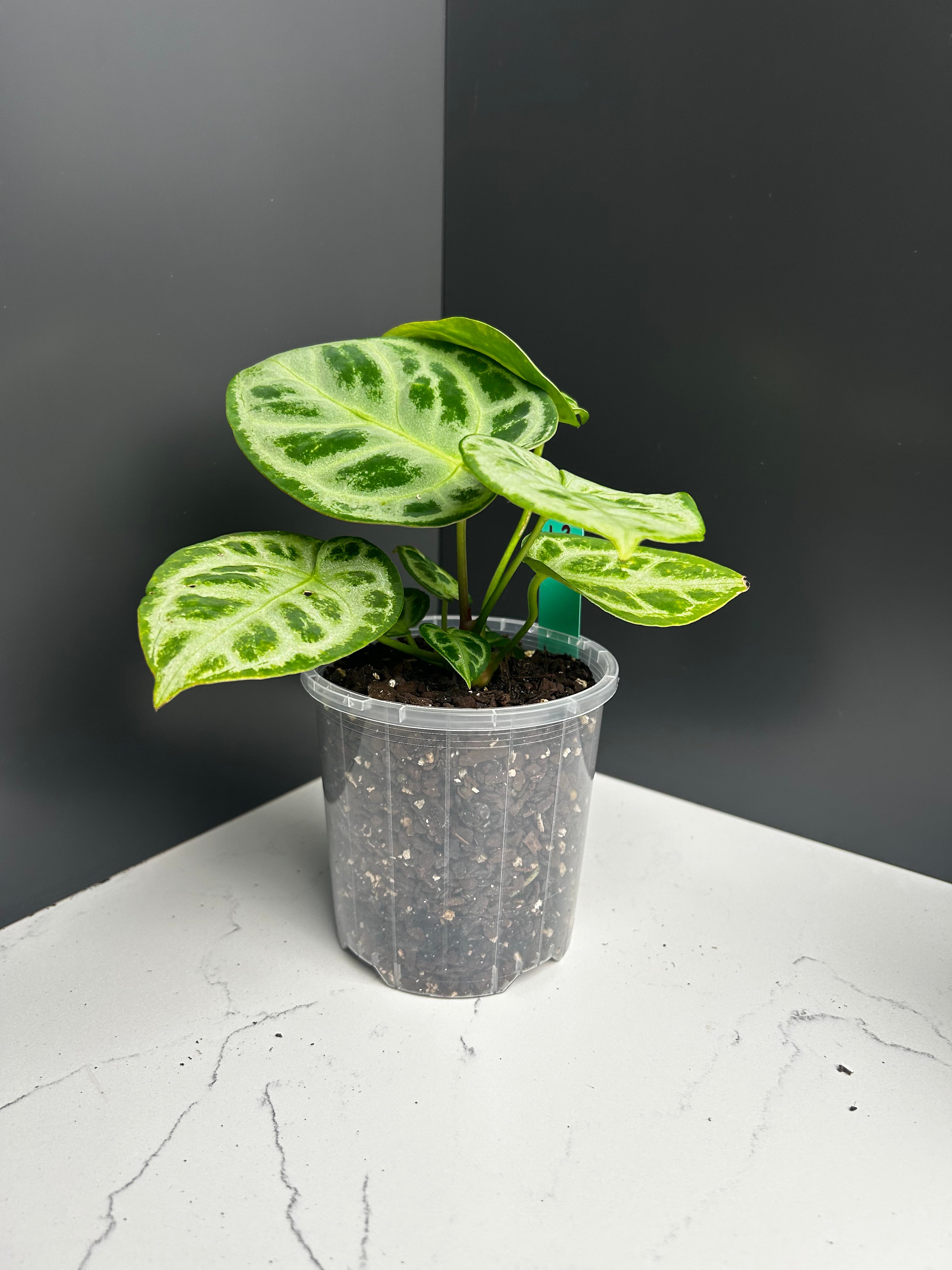 Anthurium Dorayaki 10cm pot L2