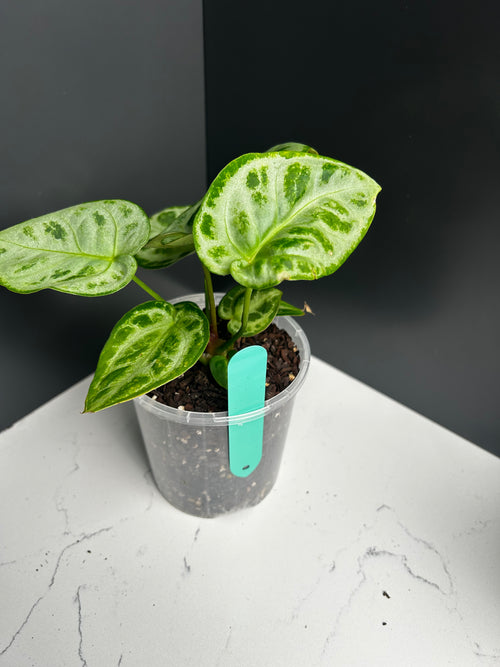 Anthurium Dorayaki 10cm pot L2