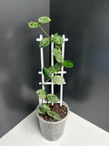 Hoya Mathilde splash 10cm pot M15