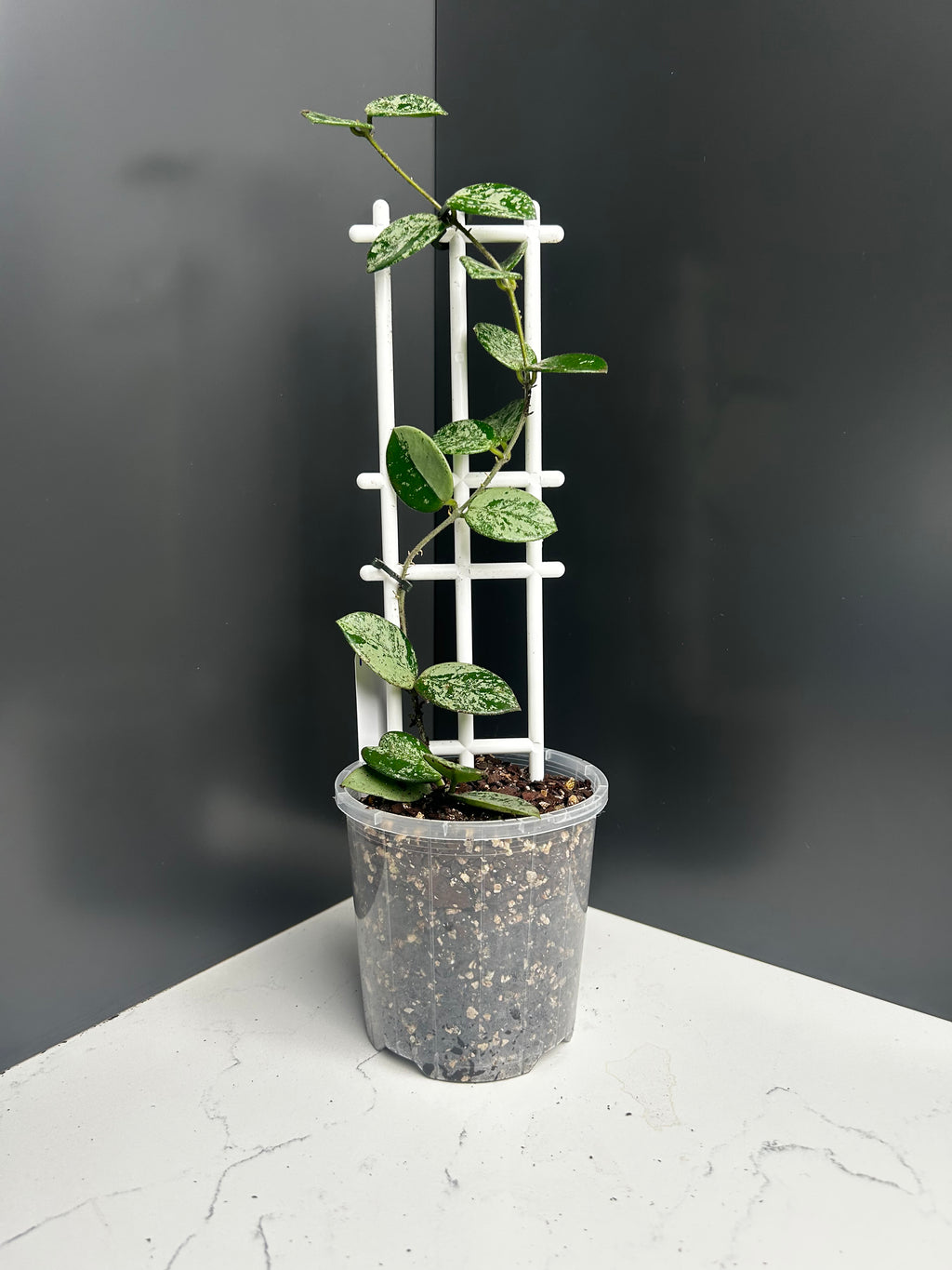 Hoya Mathilde splash 10cm pot M15