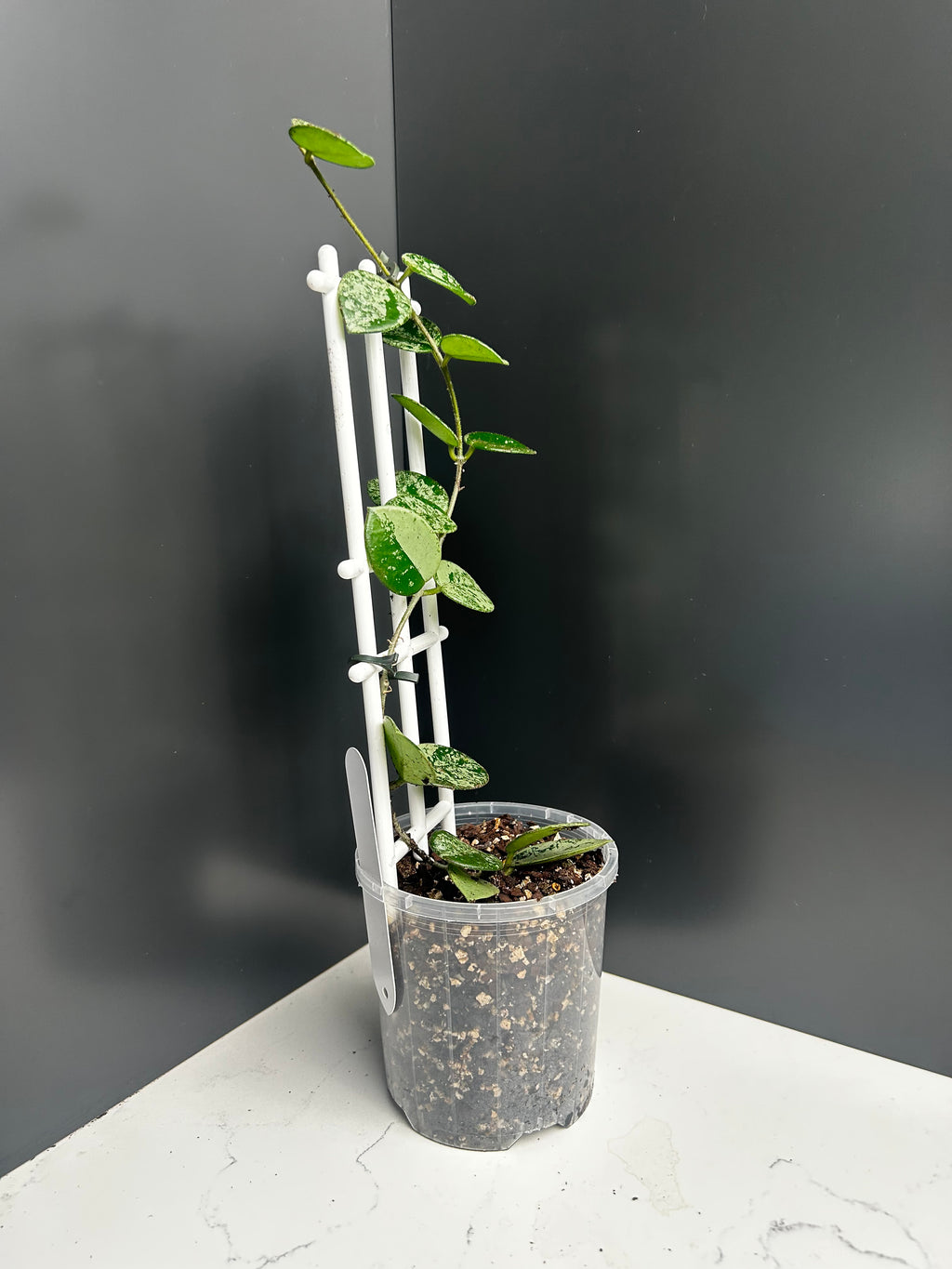 Hoya Mathilde splash 10cm pot M15