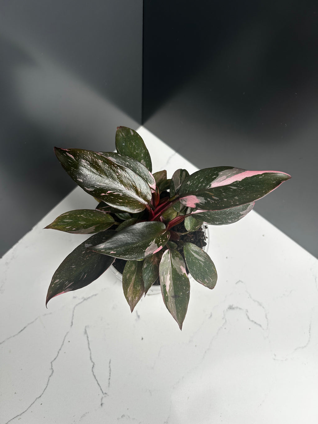 Philodendron Pink Princess — 10 cm Pot (B2)