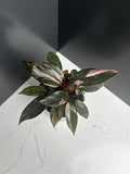 Philodendron Pink Princess — 10 cm Pot (B2)