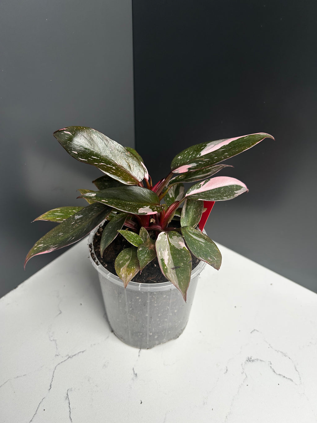 Philodendron Pink Princess — 10 cm Pot (B2)