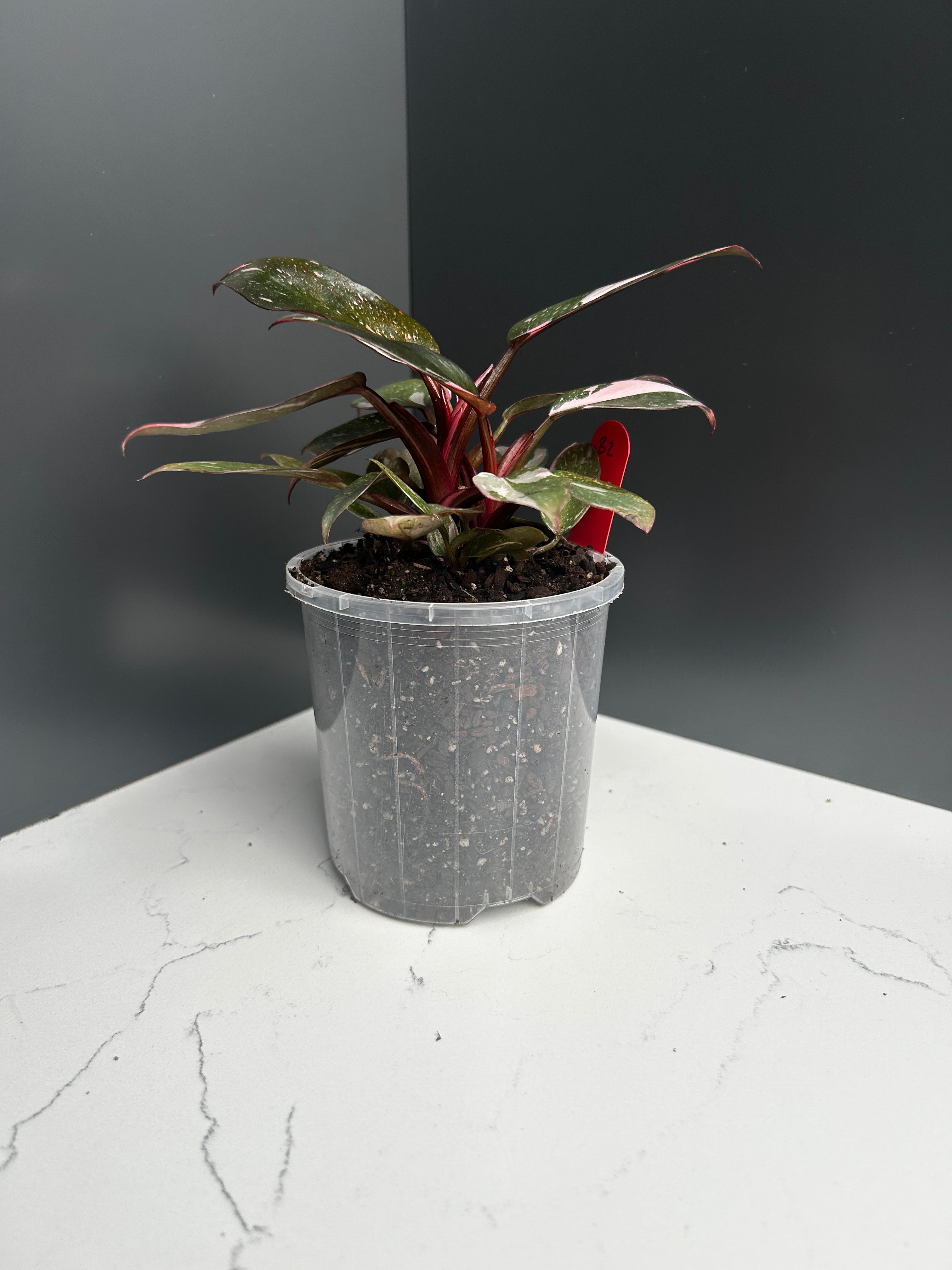 Philodendron Pink Princess — 10 cm Pot (B2)