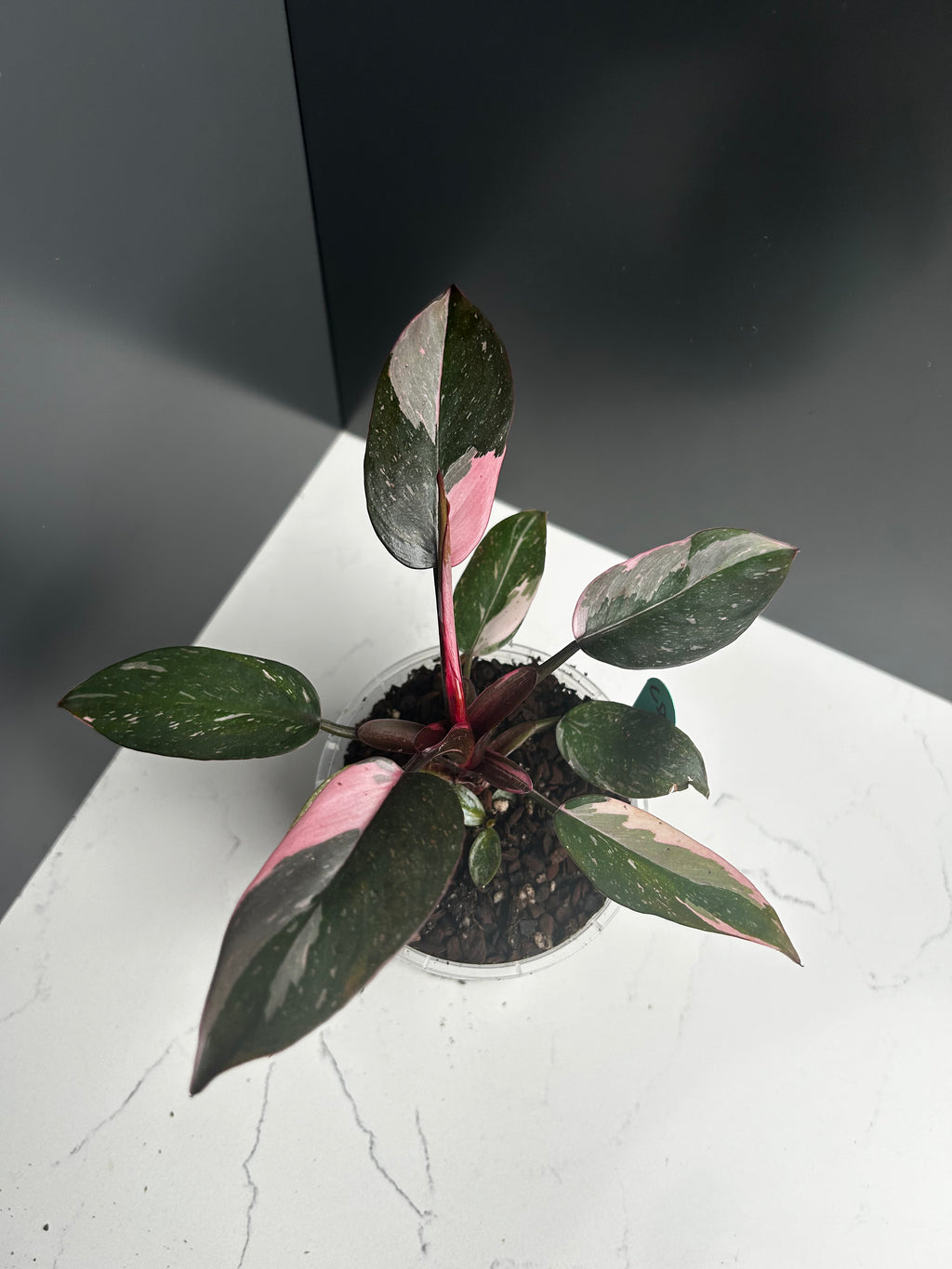 Philodendron Pink Princess — 10 cm Pot (CD)