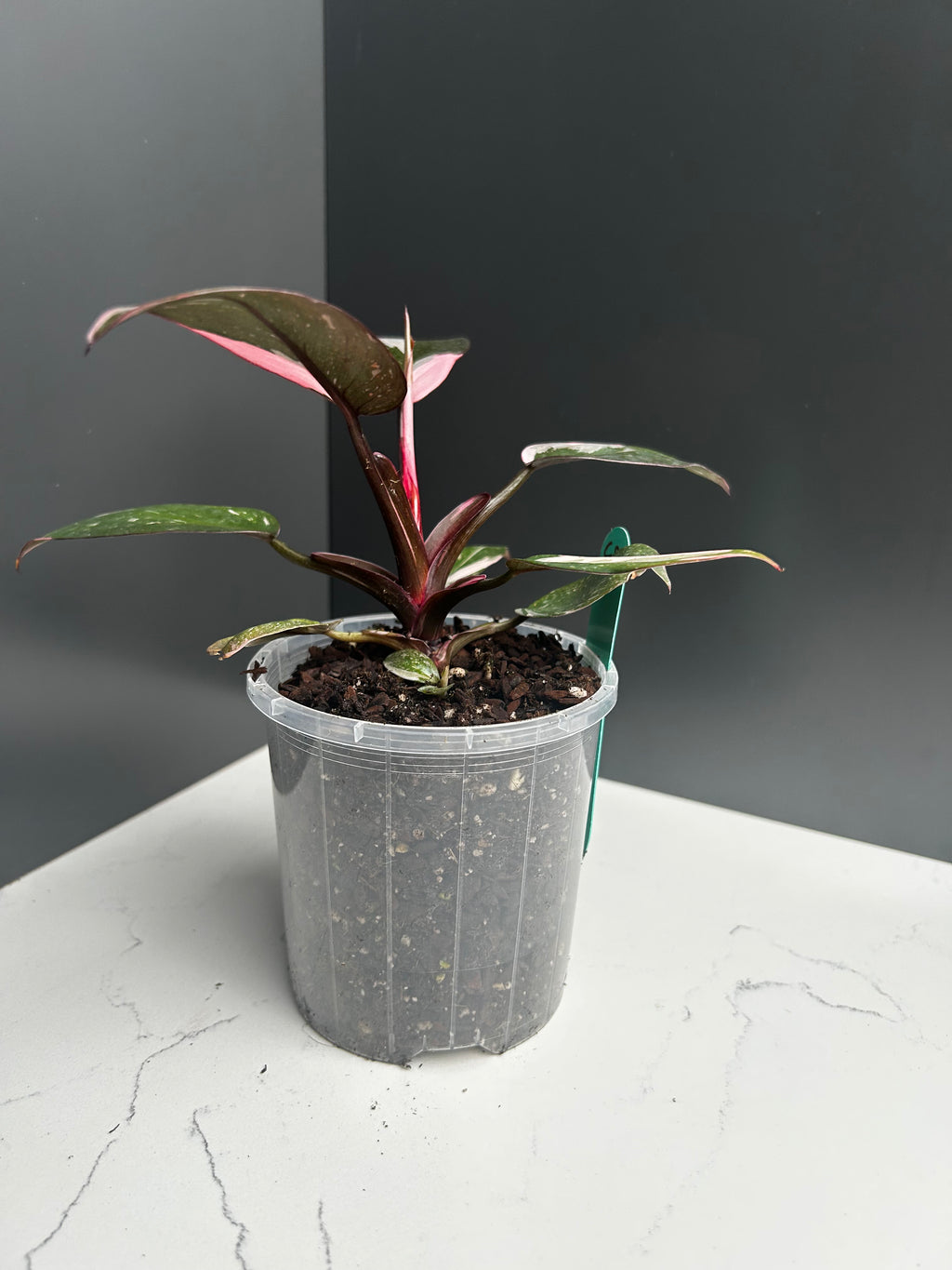 Philodendron Pink Princess — 10 cm Pot (CD)