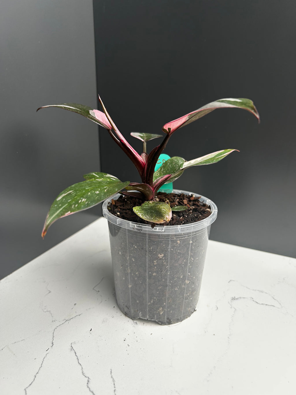 Philodendron Pink Princess — 10 cm Pot (CD)