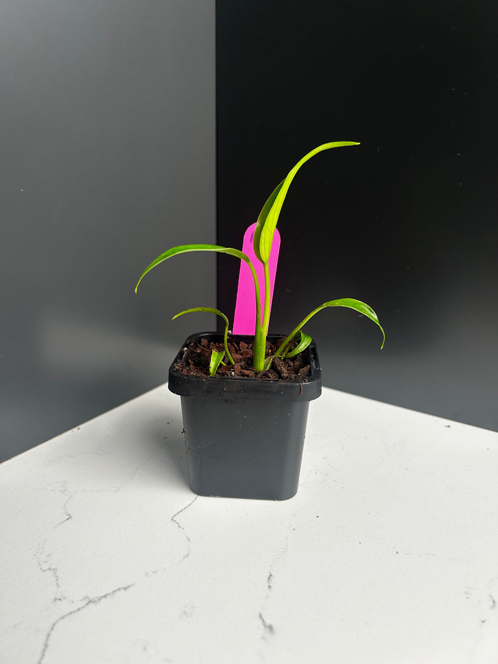 Monstera Burle Marx Flame 7 cm Pot (R9)