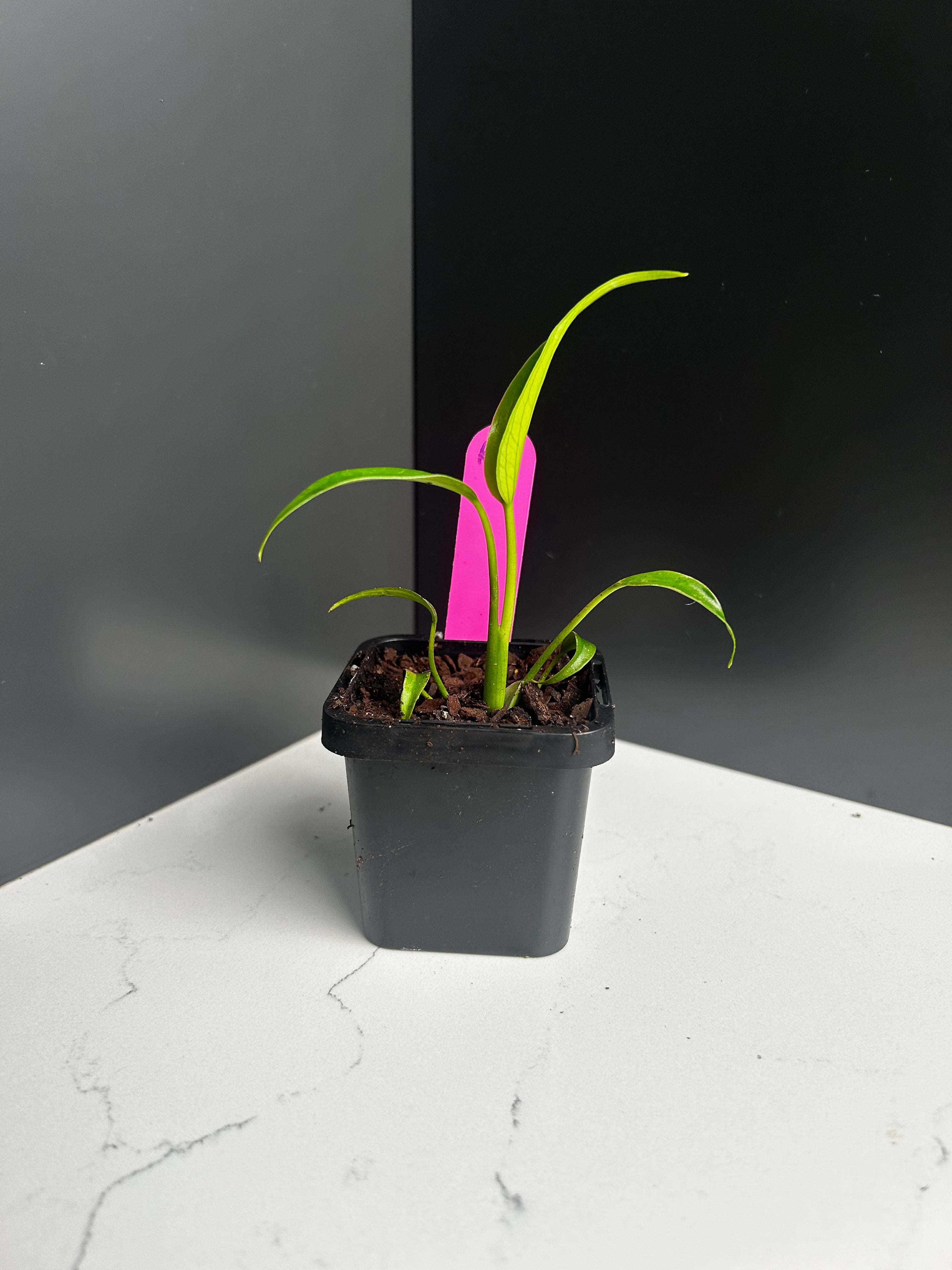 Monstera Burle Marx Flame 7 cm Pot (R9)