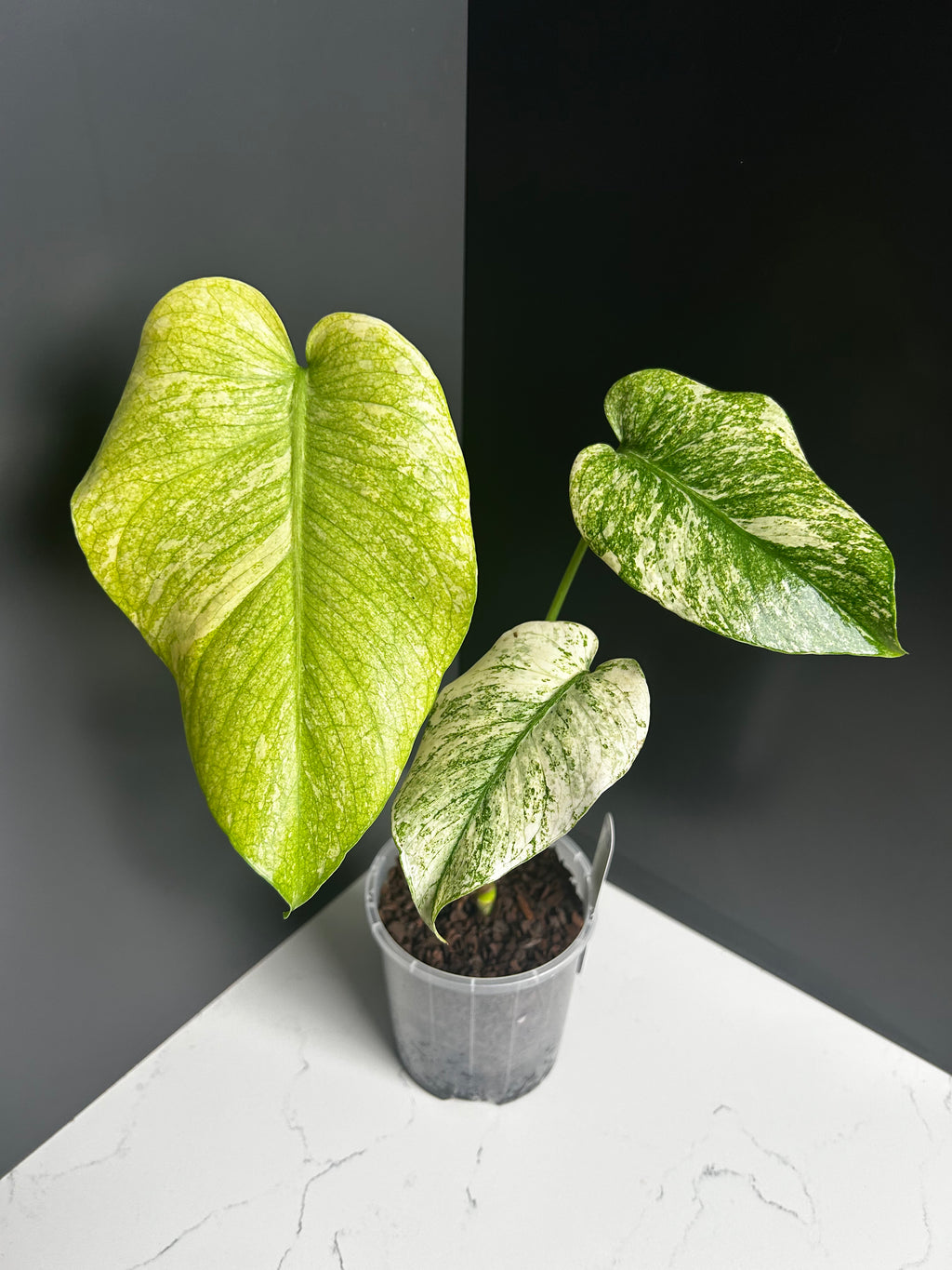 Variegated White Monstera Deliciosa — Large Leaf Form 10 cm Pot (M13)