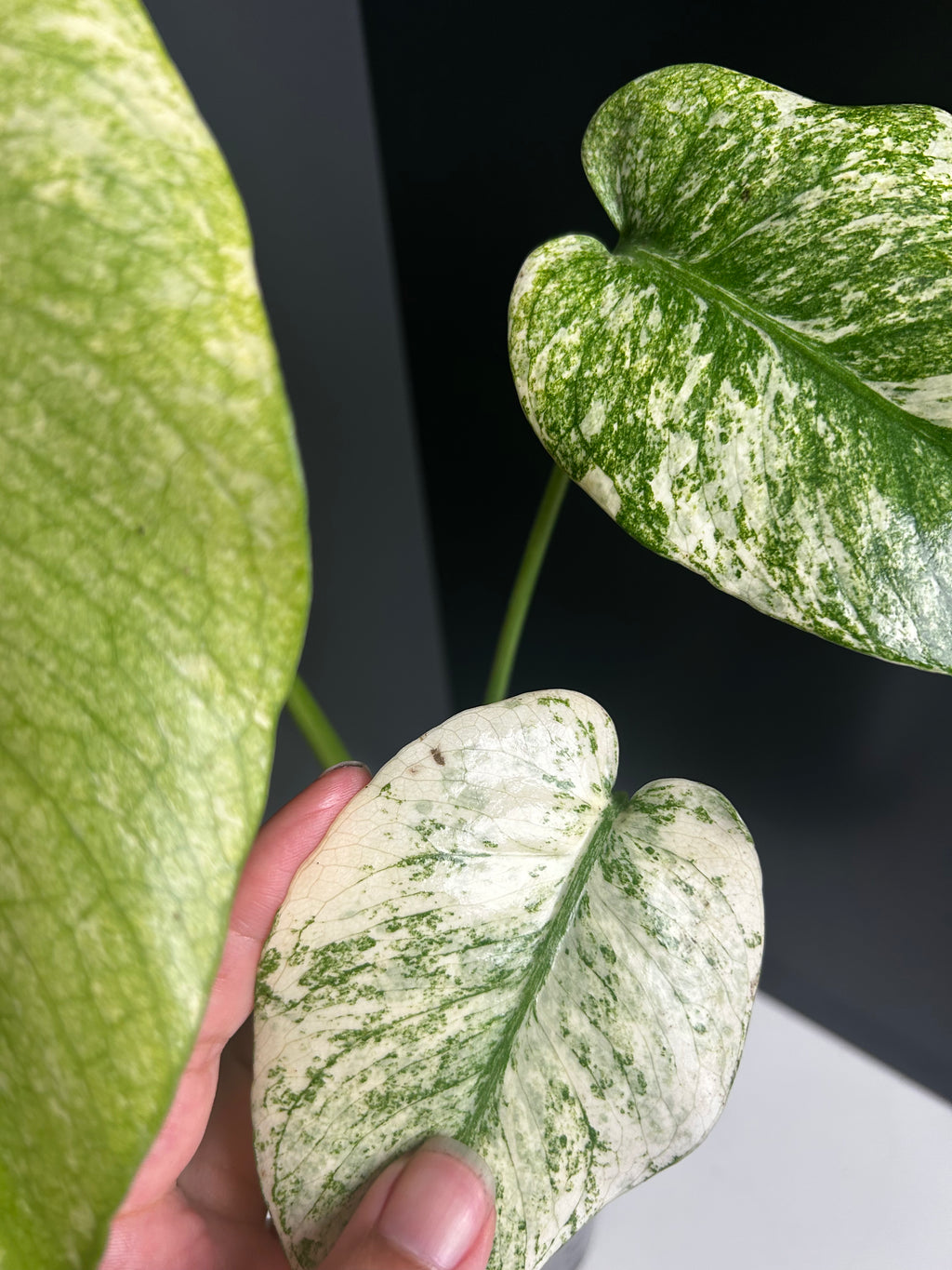 Variegated White Monstera Deliciosa — Large Leaf Form 10 cm Pot (M13)