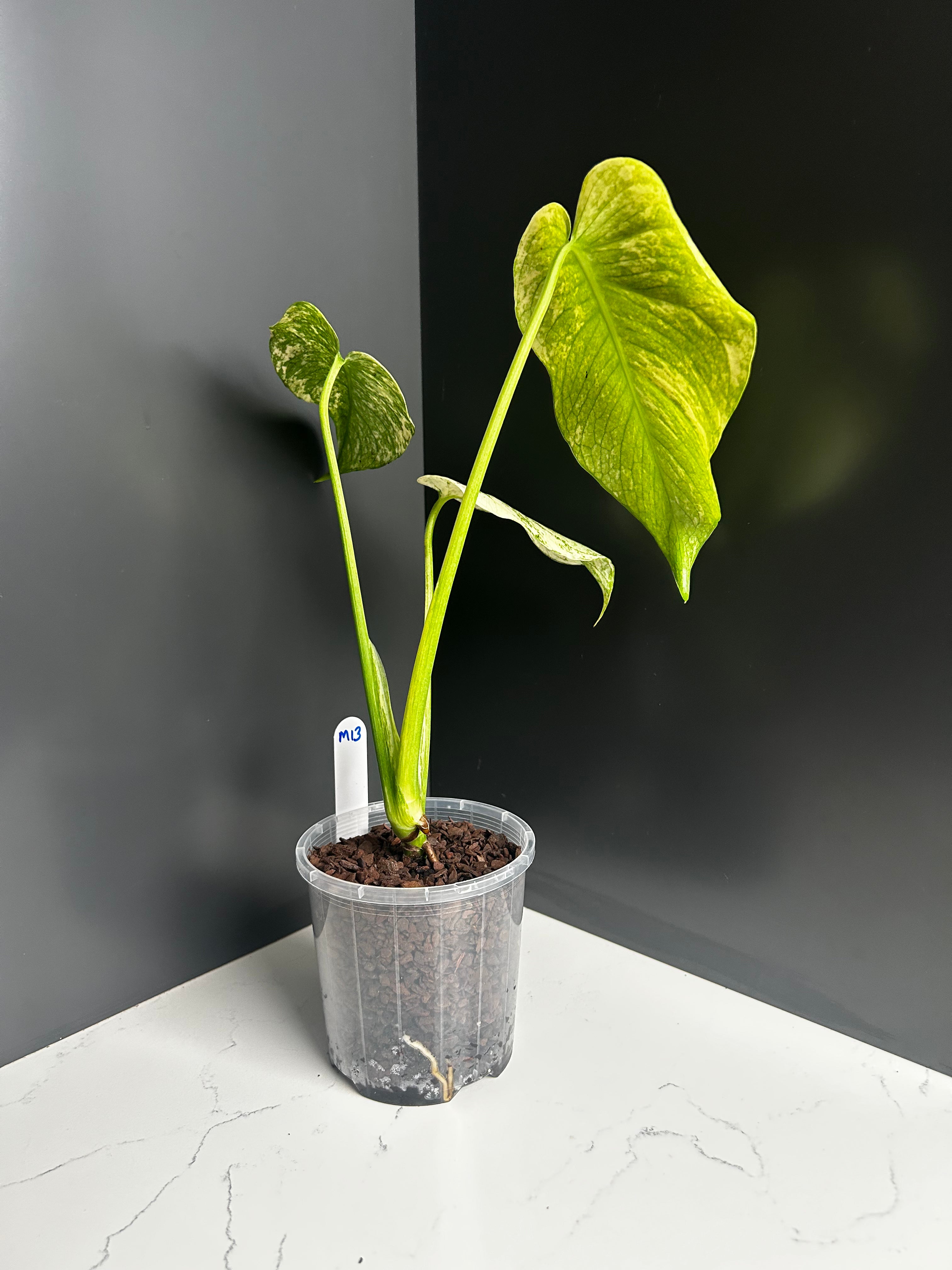 Variegated White Monstera Deliciosa — Large Leaf Form 10 cm Pot (M13)