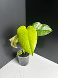 Variegated White Monstera Deliciosa — Large Leaf Form 10 cm Pot (CA)
