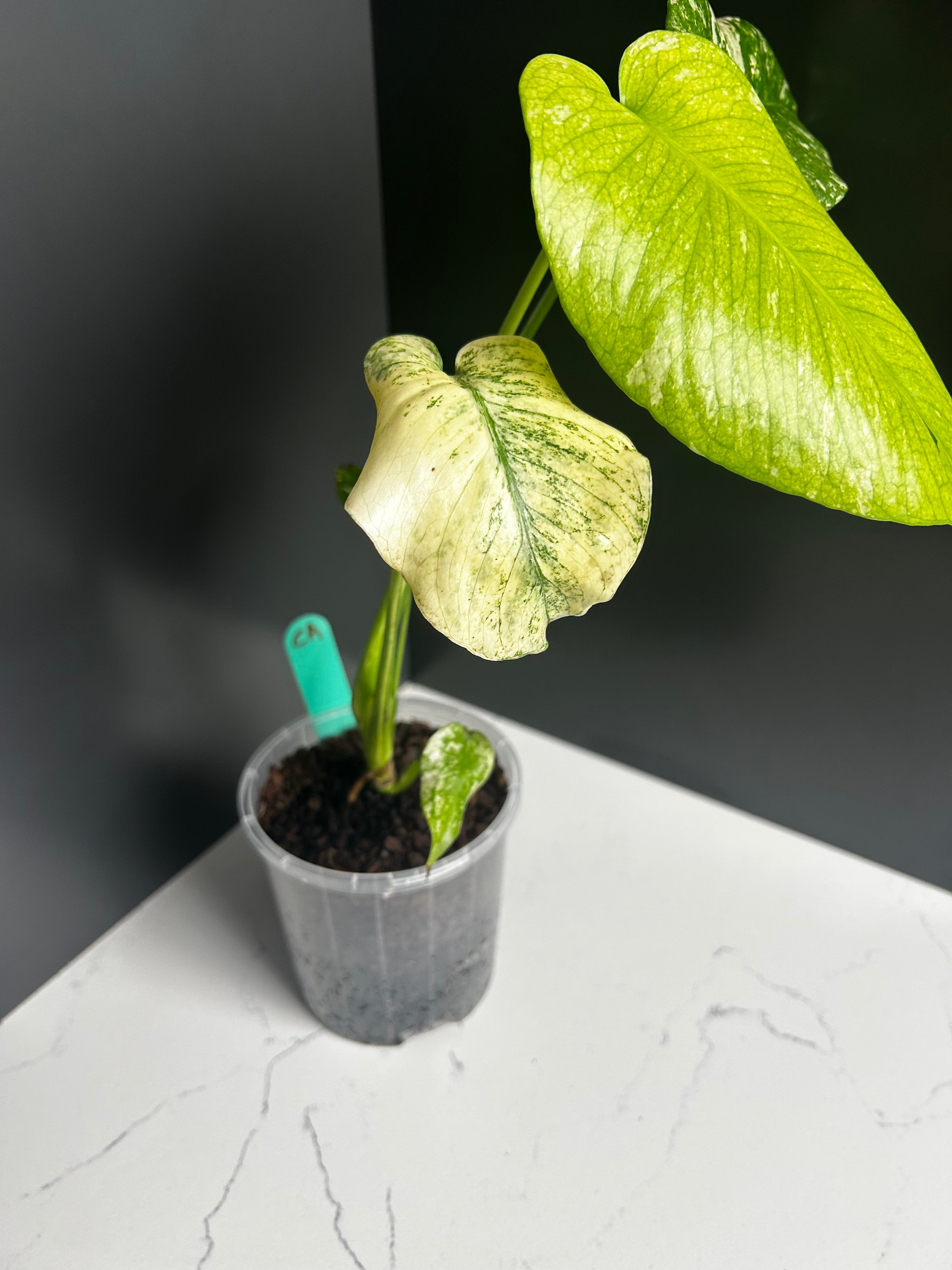 Variegated White Monstera Deliciosa — Large Leaf Form 10 cm Pot (CA)