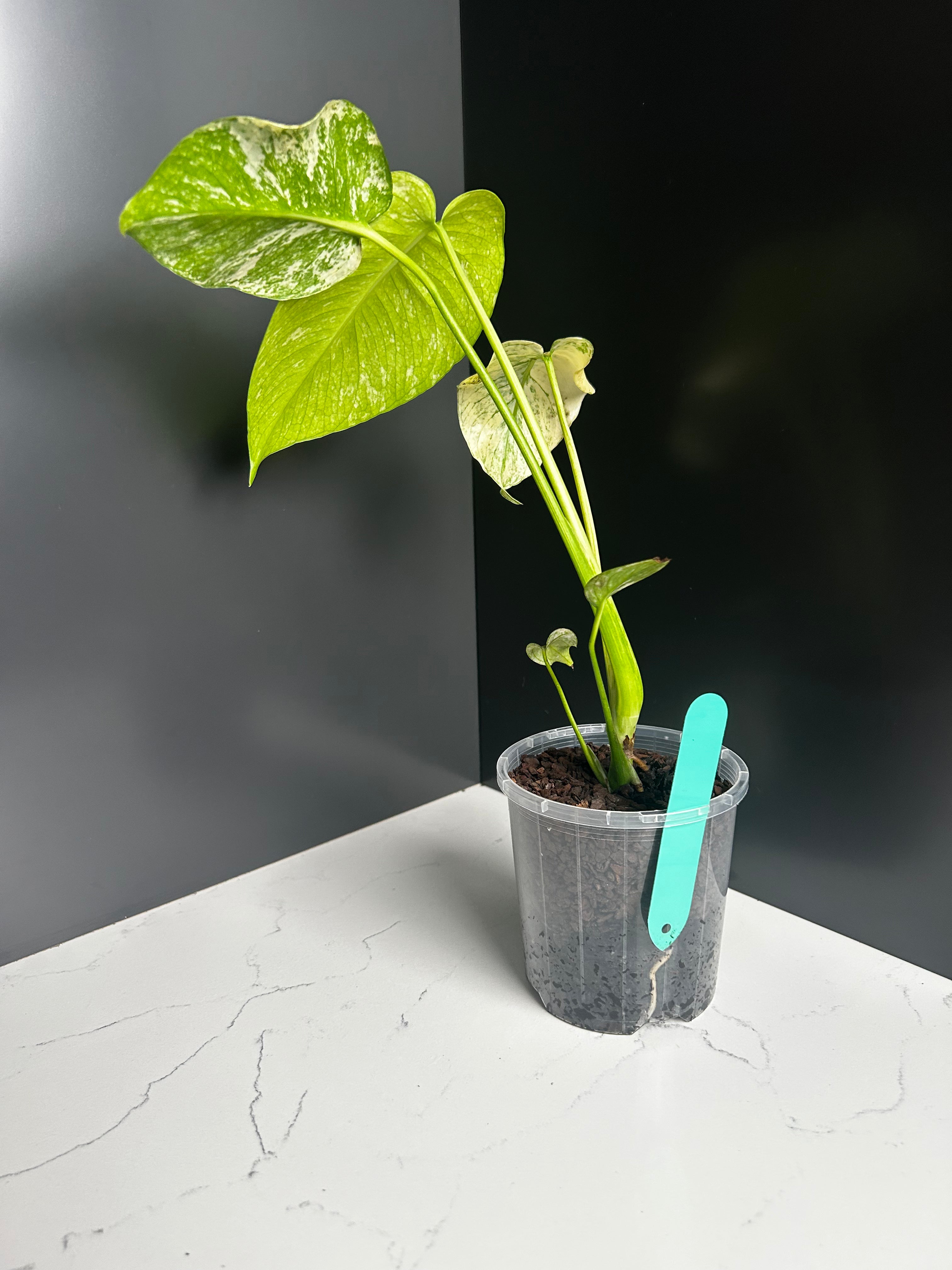 Variegated White Monstera Deliciosa — Large Leaf Form 10 cm Pot (CA)