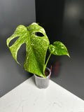 Variegated White Monstera Deliciosa — Large Leaf Form 10 cm Pot (C2)