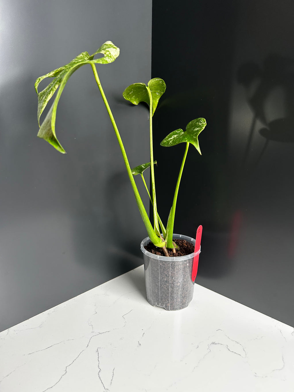 Variegated White Monstera Deliciosa — Large Leaf Form 10 cm Pot (C2)